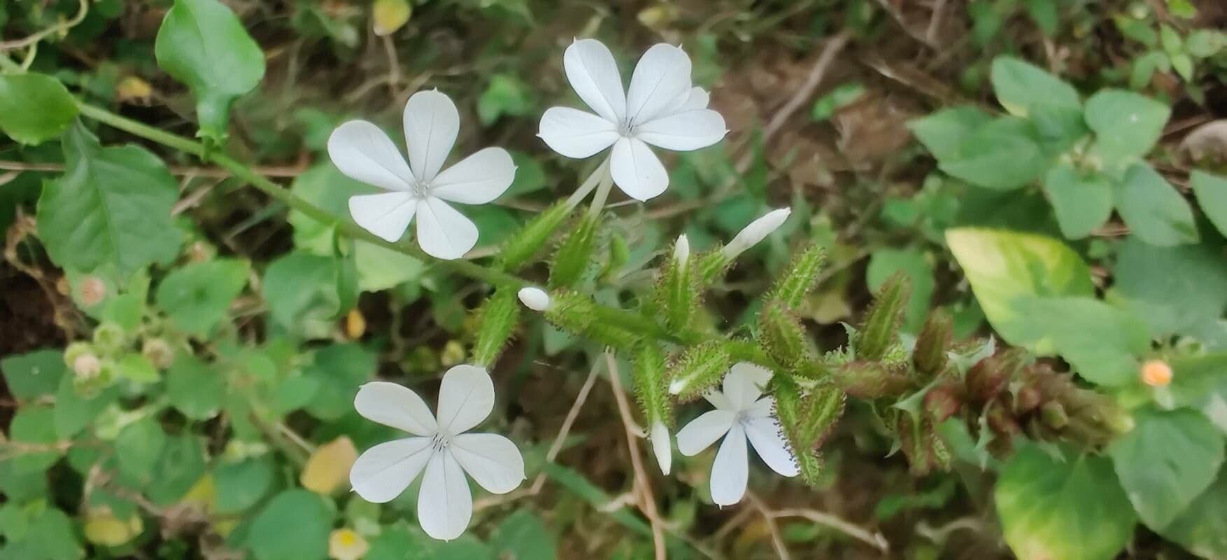 Plumbago zeylanica