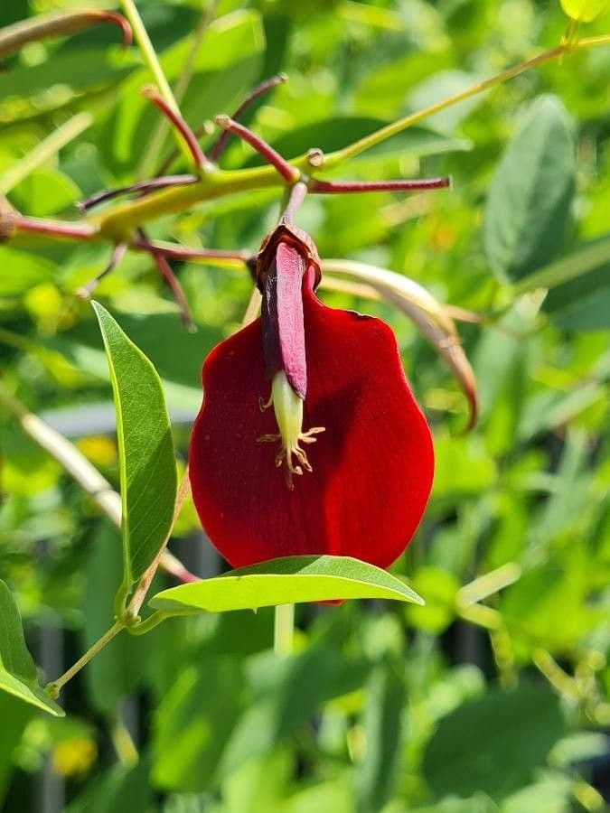 Erythrina crista-galli