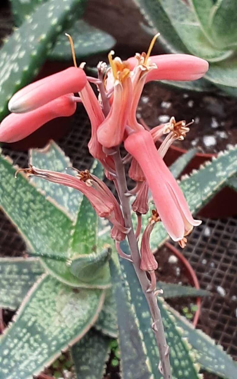 Aloe rauhii