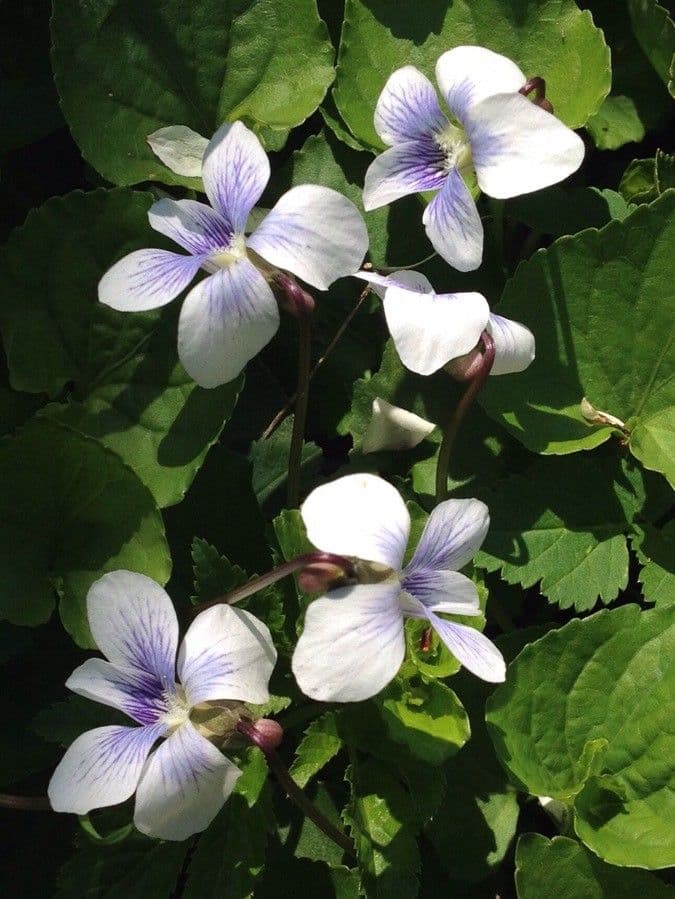 Viola melissifolia