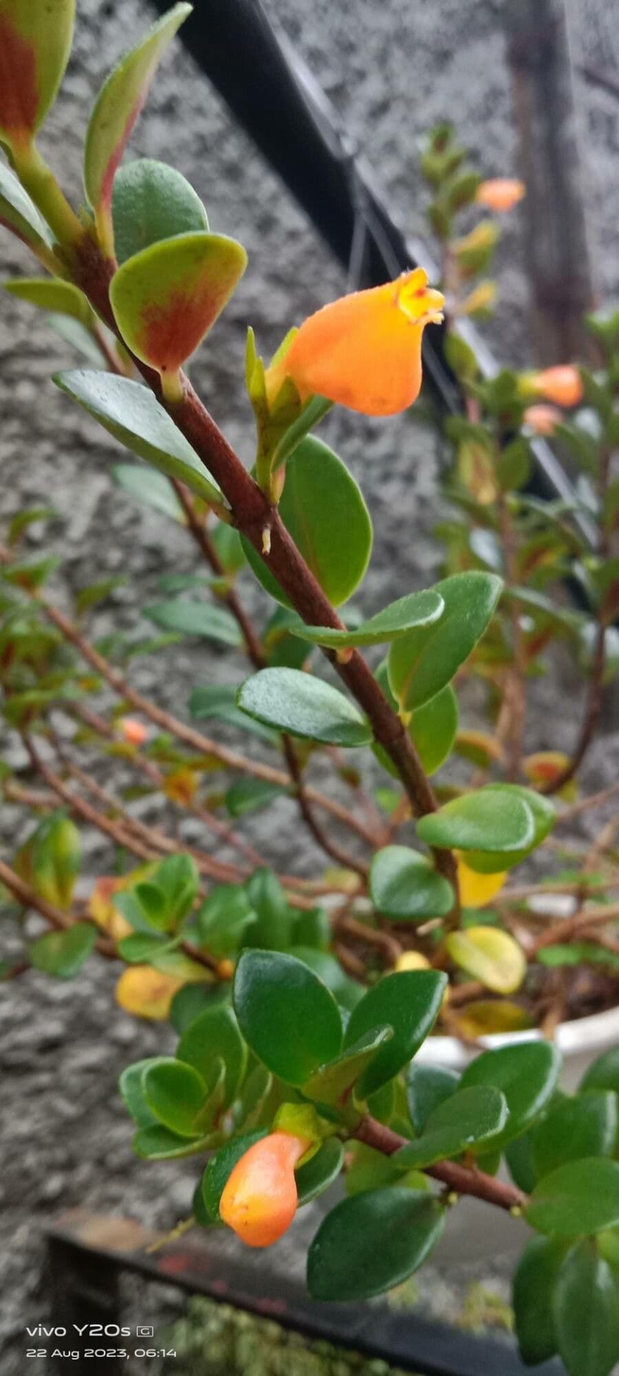 Nematanthus gregarius