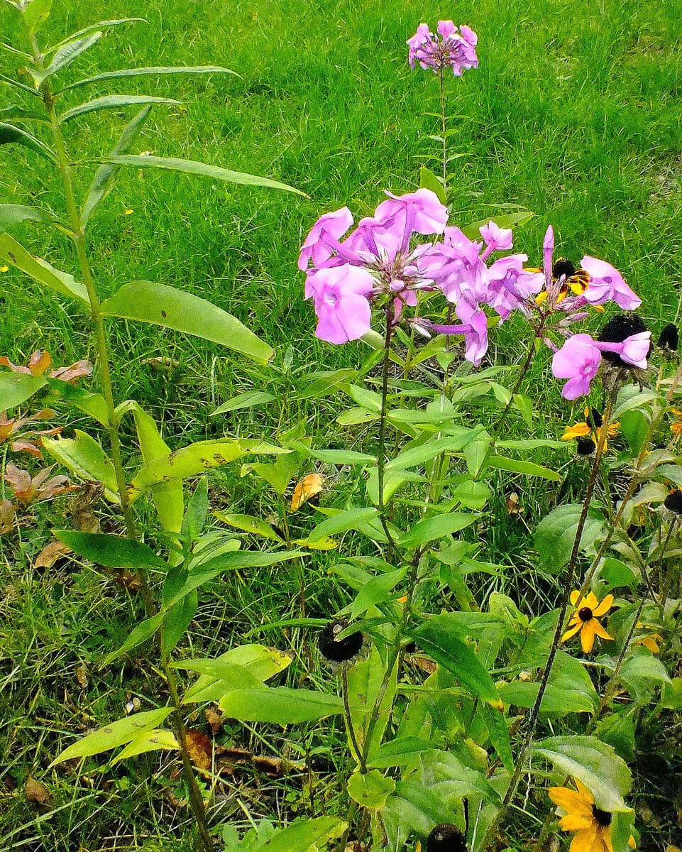 Phlox carolina