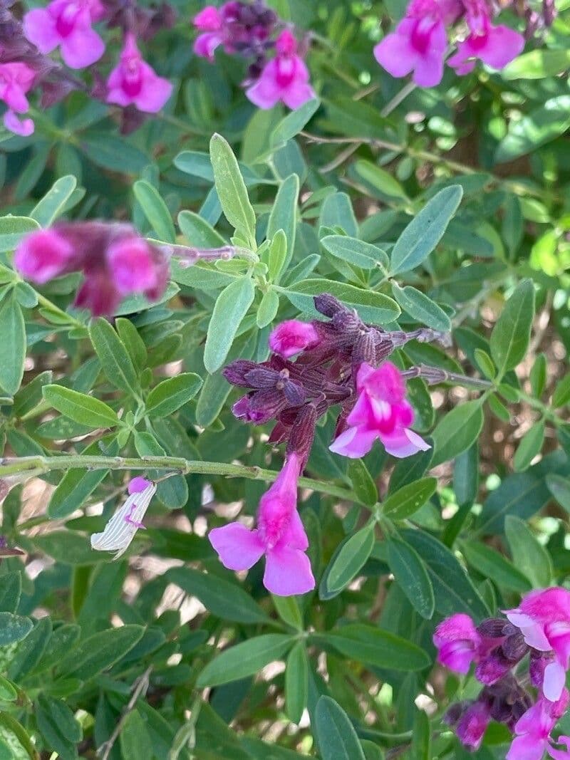 Salvia greggii