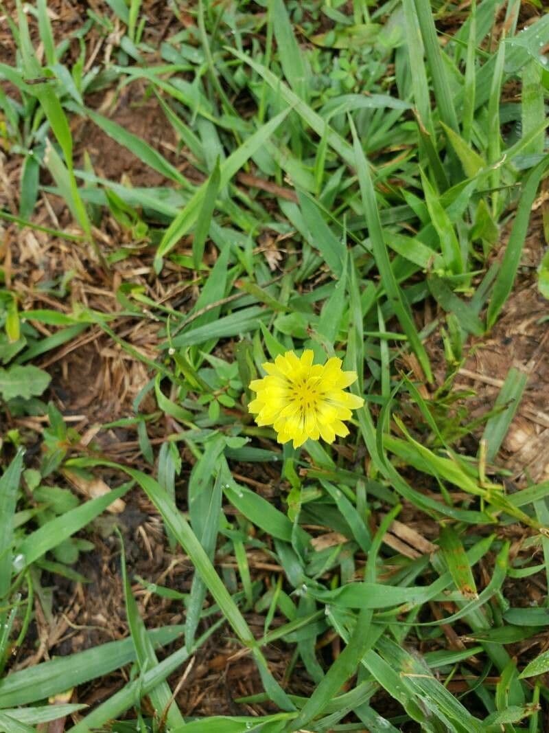 Pyrrhopappus carolinianus