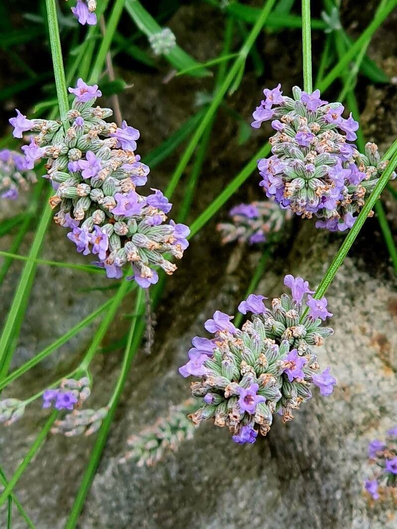 Lavandula angustifolia