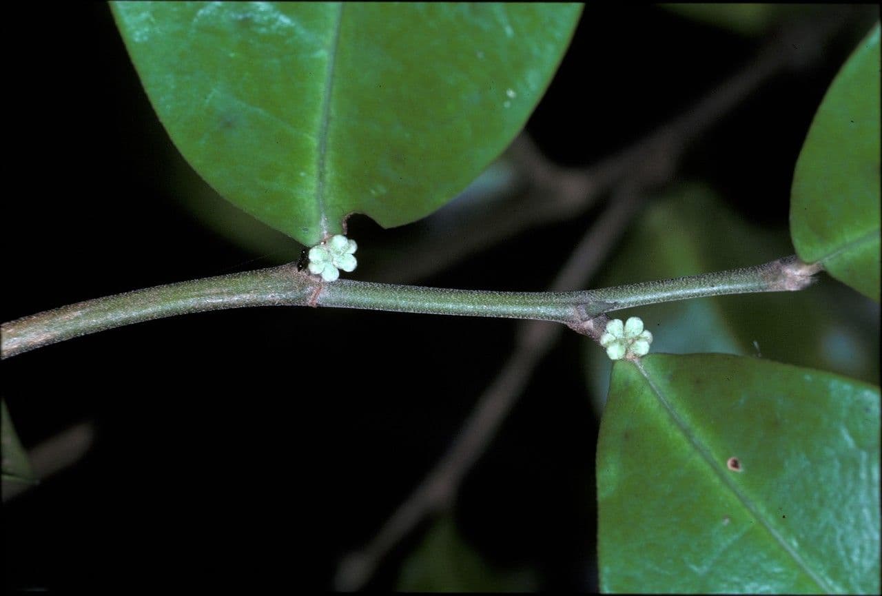 Tapura guianensis