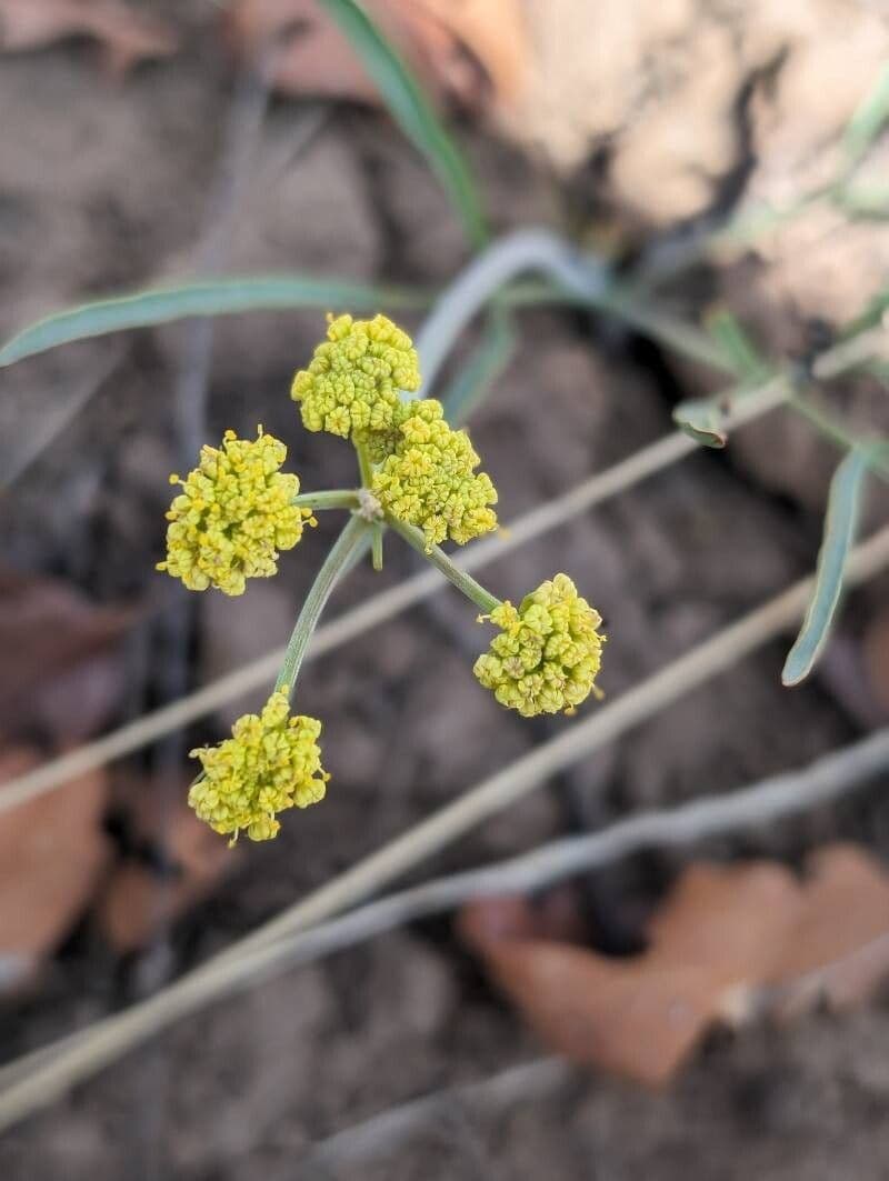Lomatium triternatum