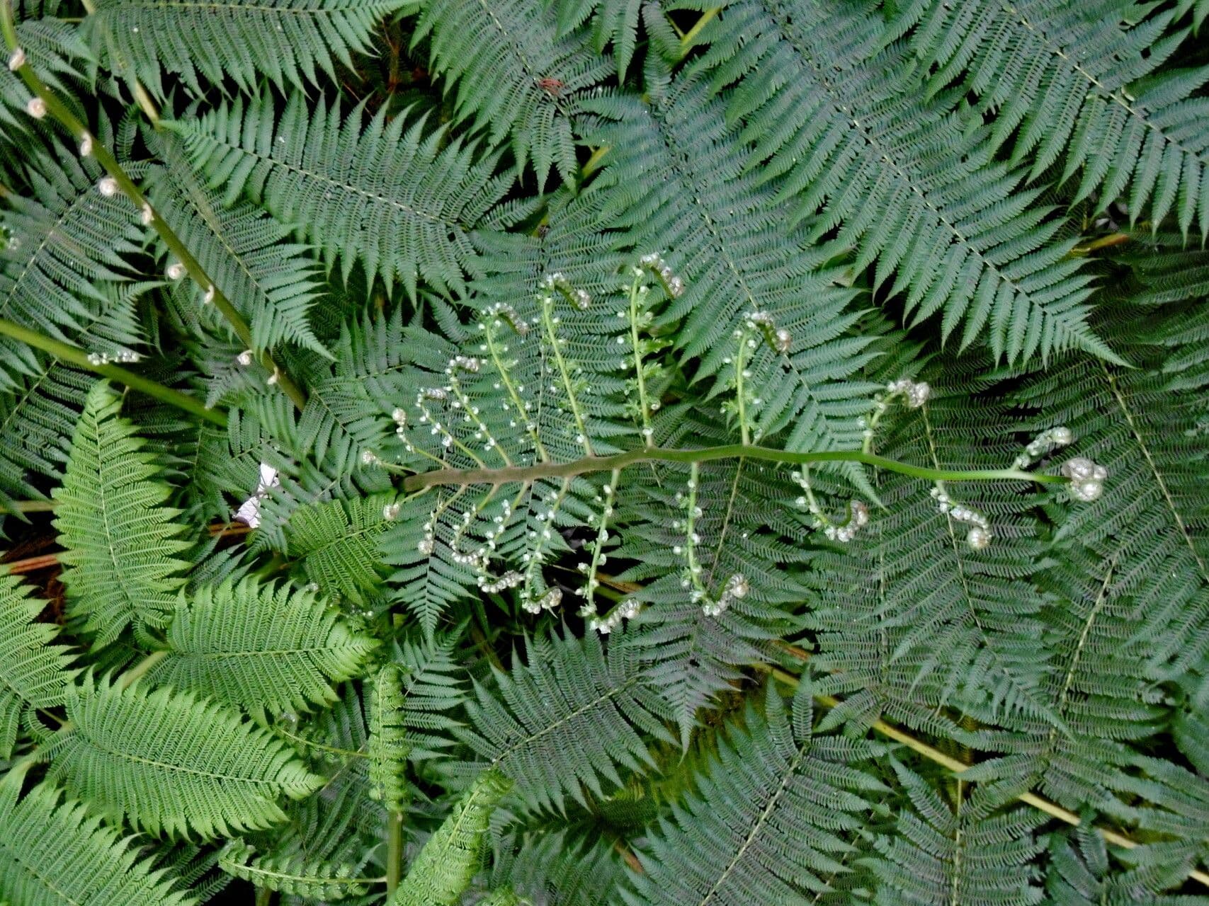 Cyathea arborea