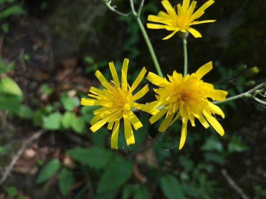 Hieracium murorum