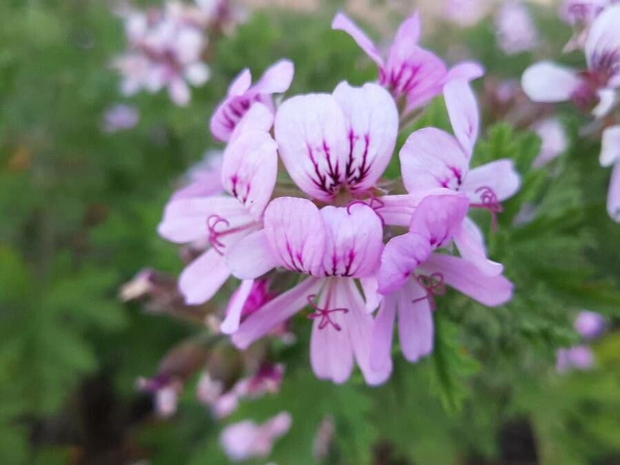 Pelargonium graveolens