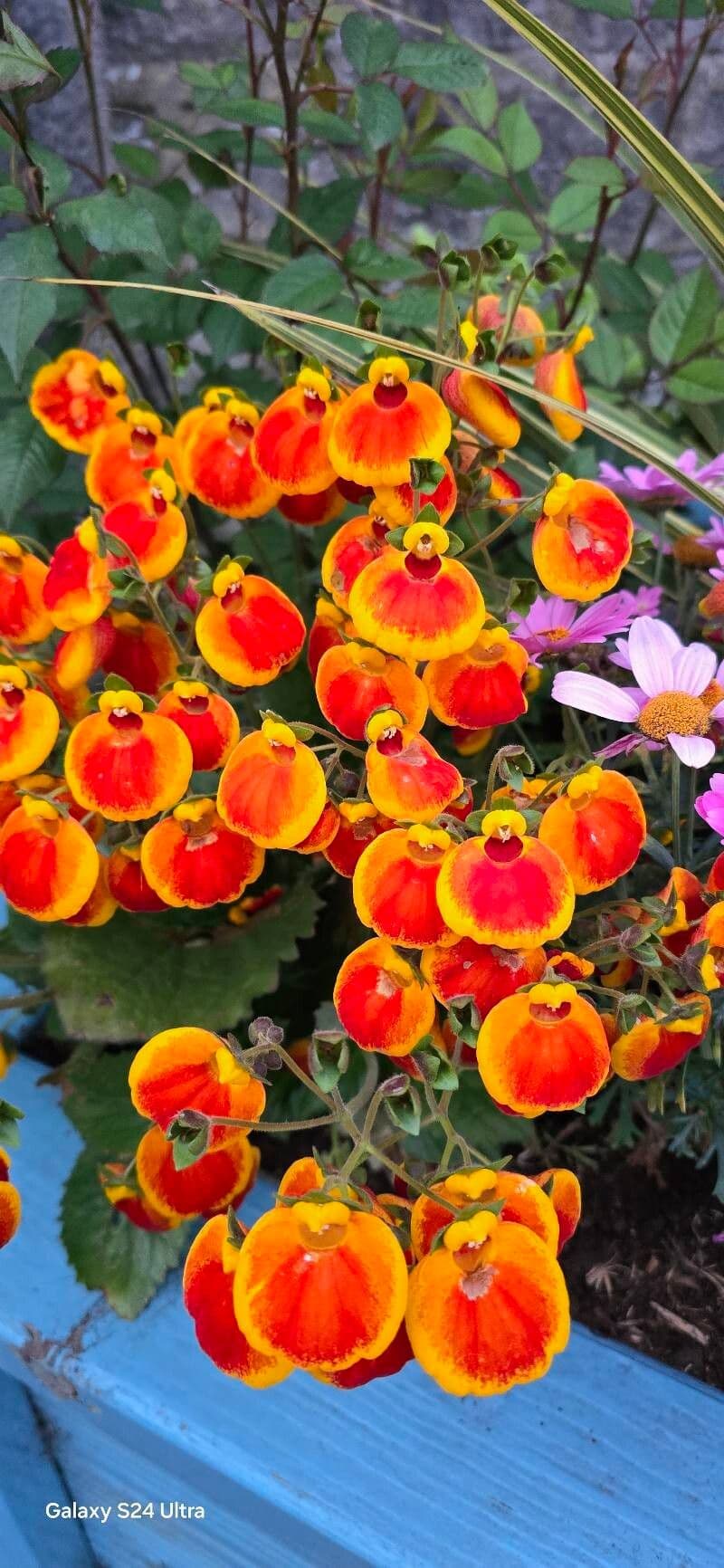 Calceolaria integrifolia