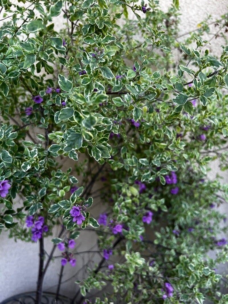 Prostanthera ovalifolia