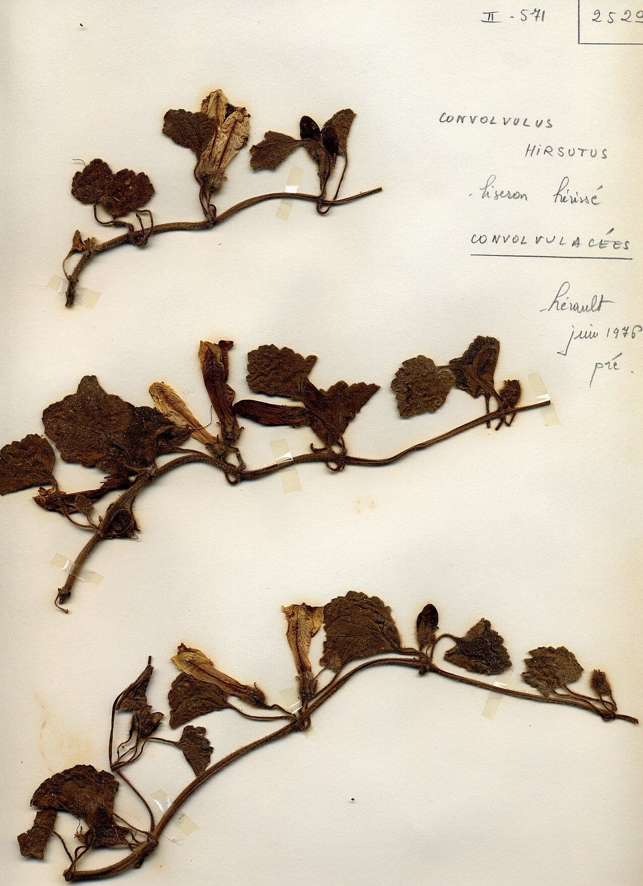 Convolvulus betonicifolius