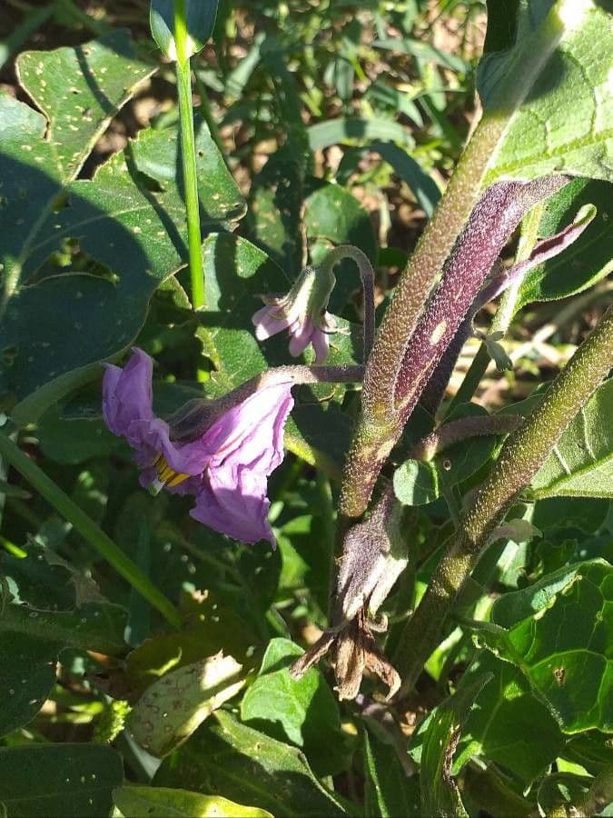 Solanum melongena