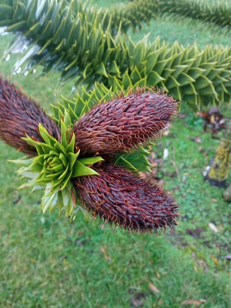 Araucaria araucana