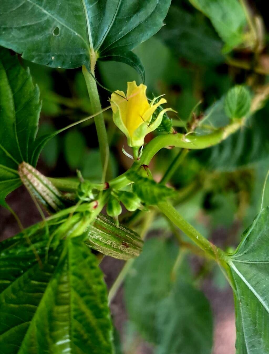 Corchorus olitorius