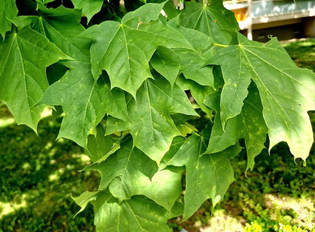 Acer saccharum