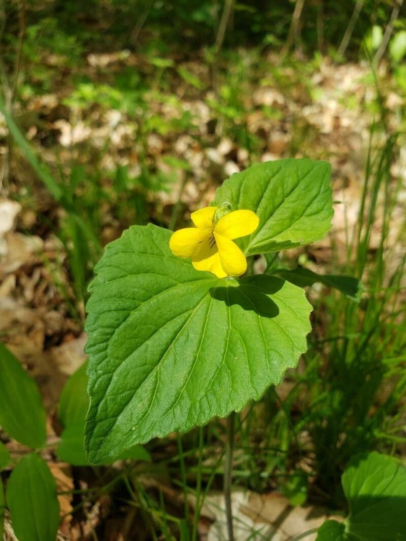 Viola pubescens