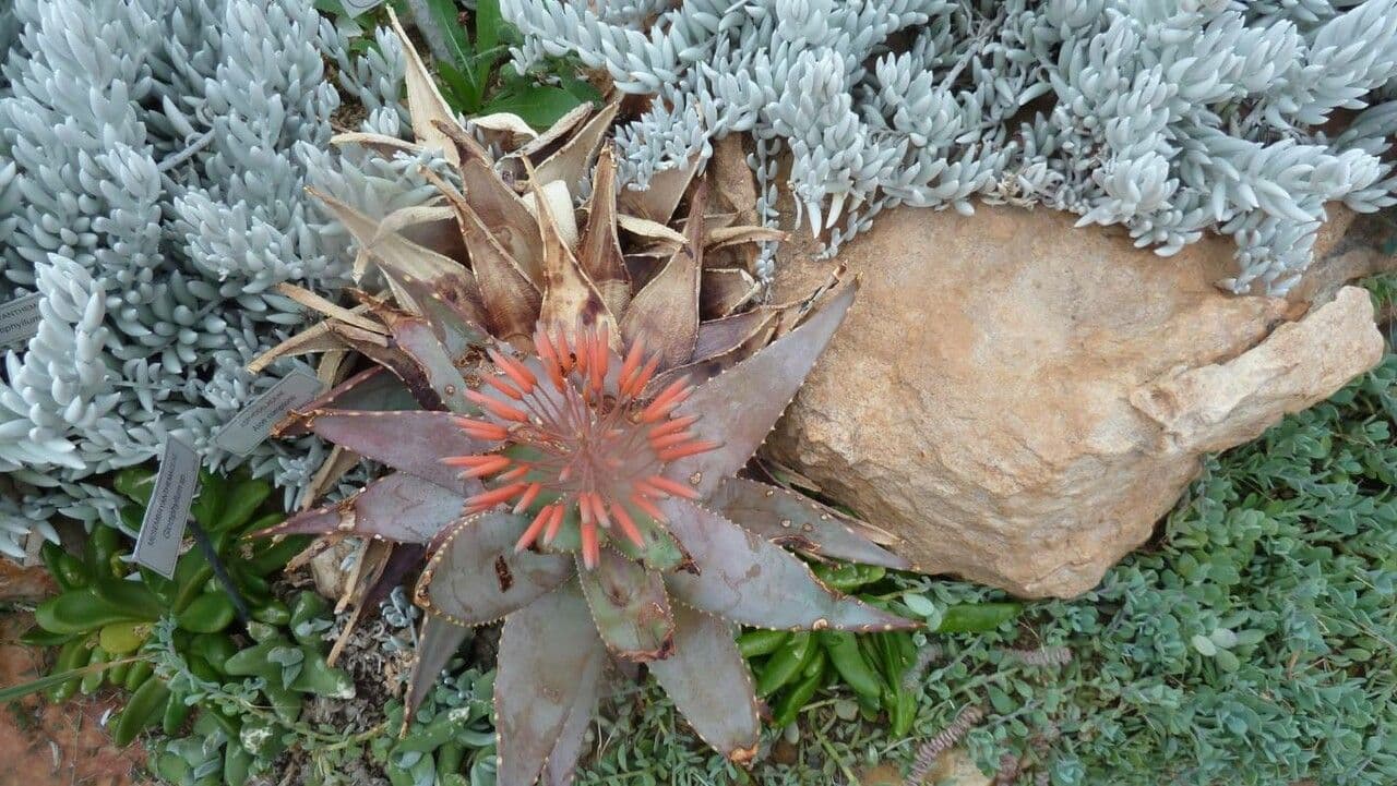 Aloe perfoliata