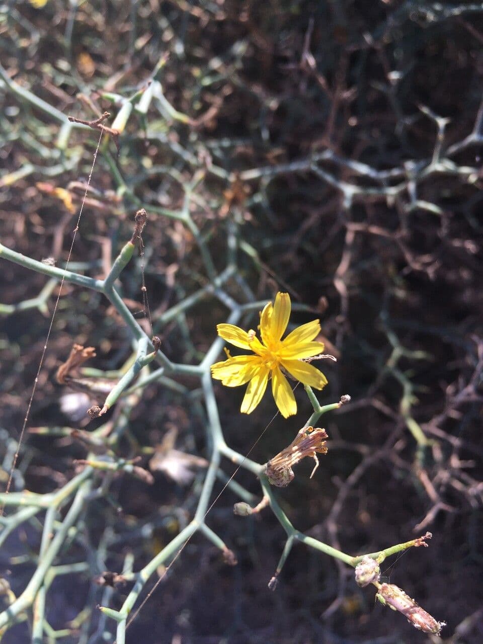 Launaea arborescens