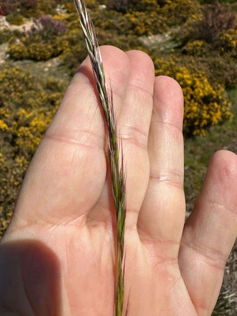 Festuca burgundiana