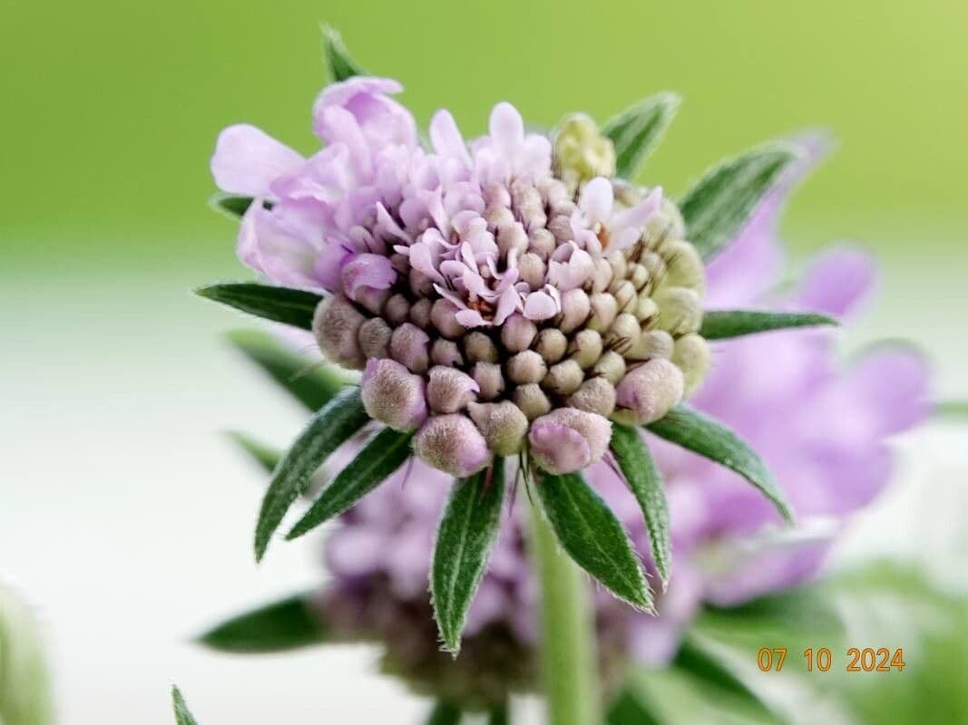 Scabiosa lucida