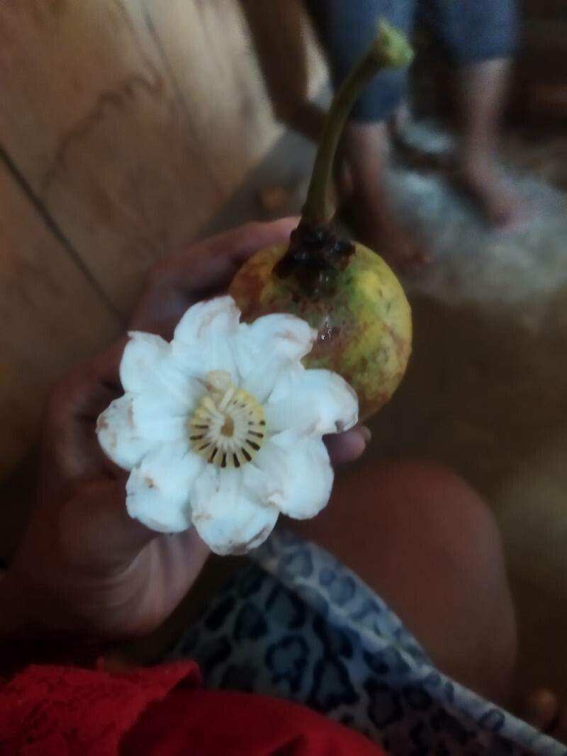 Garcinia mangostana