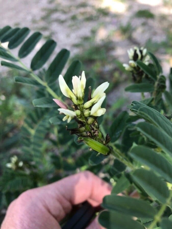 Astragalus boeticus