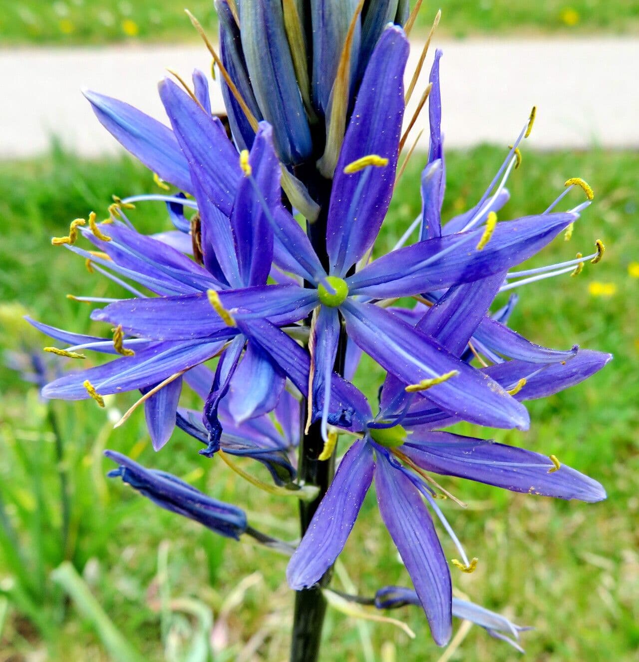 Camassia quamash