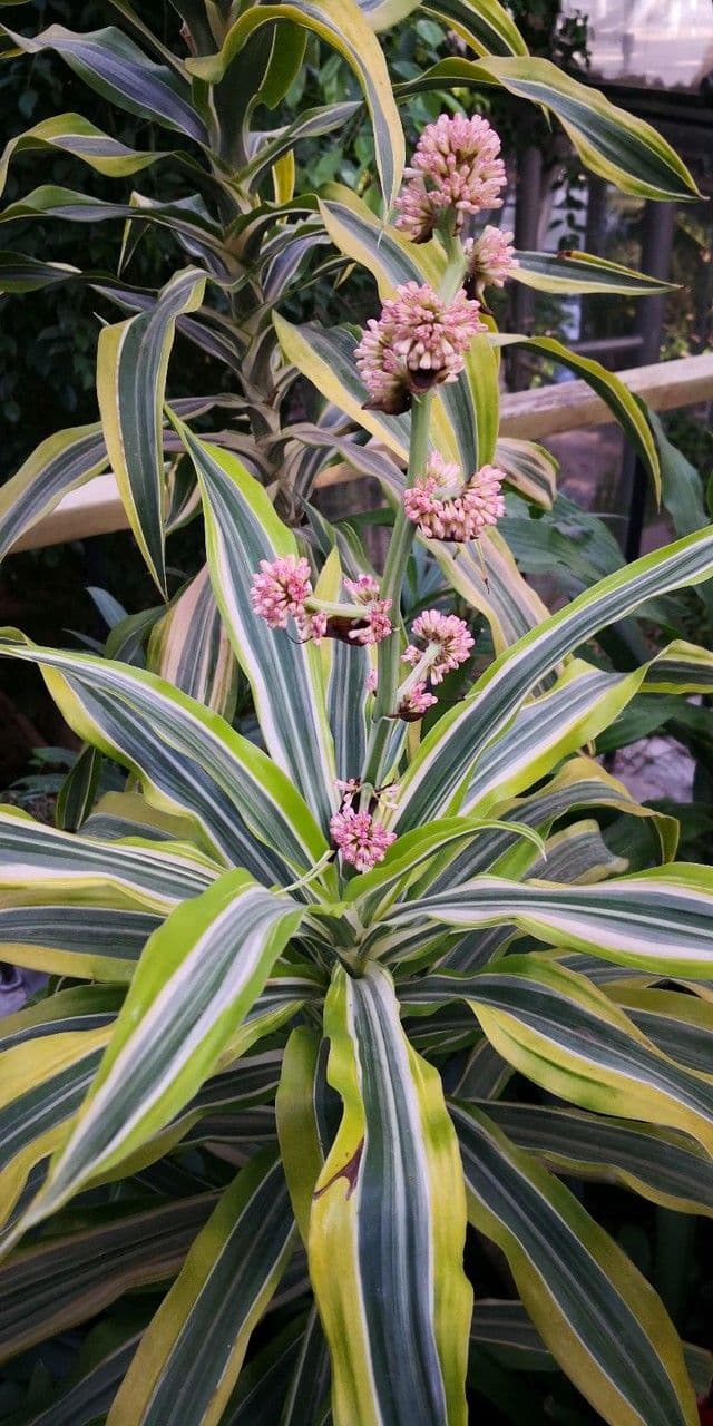 Dracaena fragrans