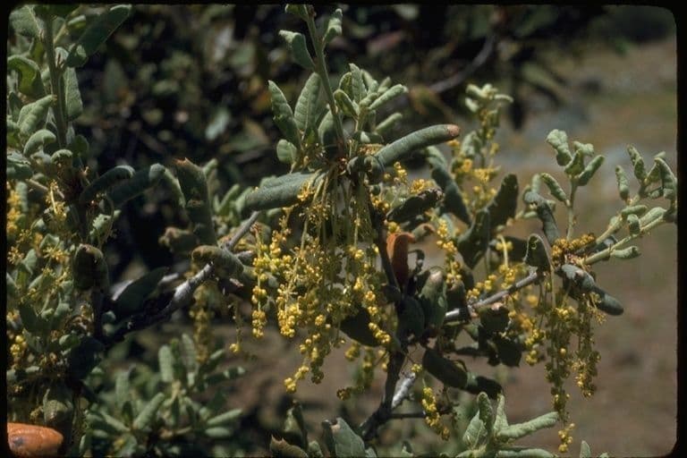 Quercus durata