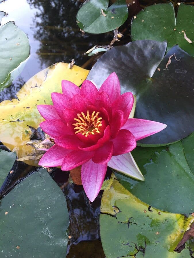 Nymphaea candida