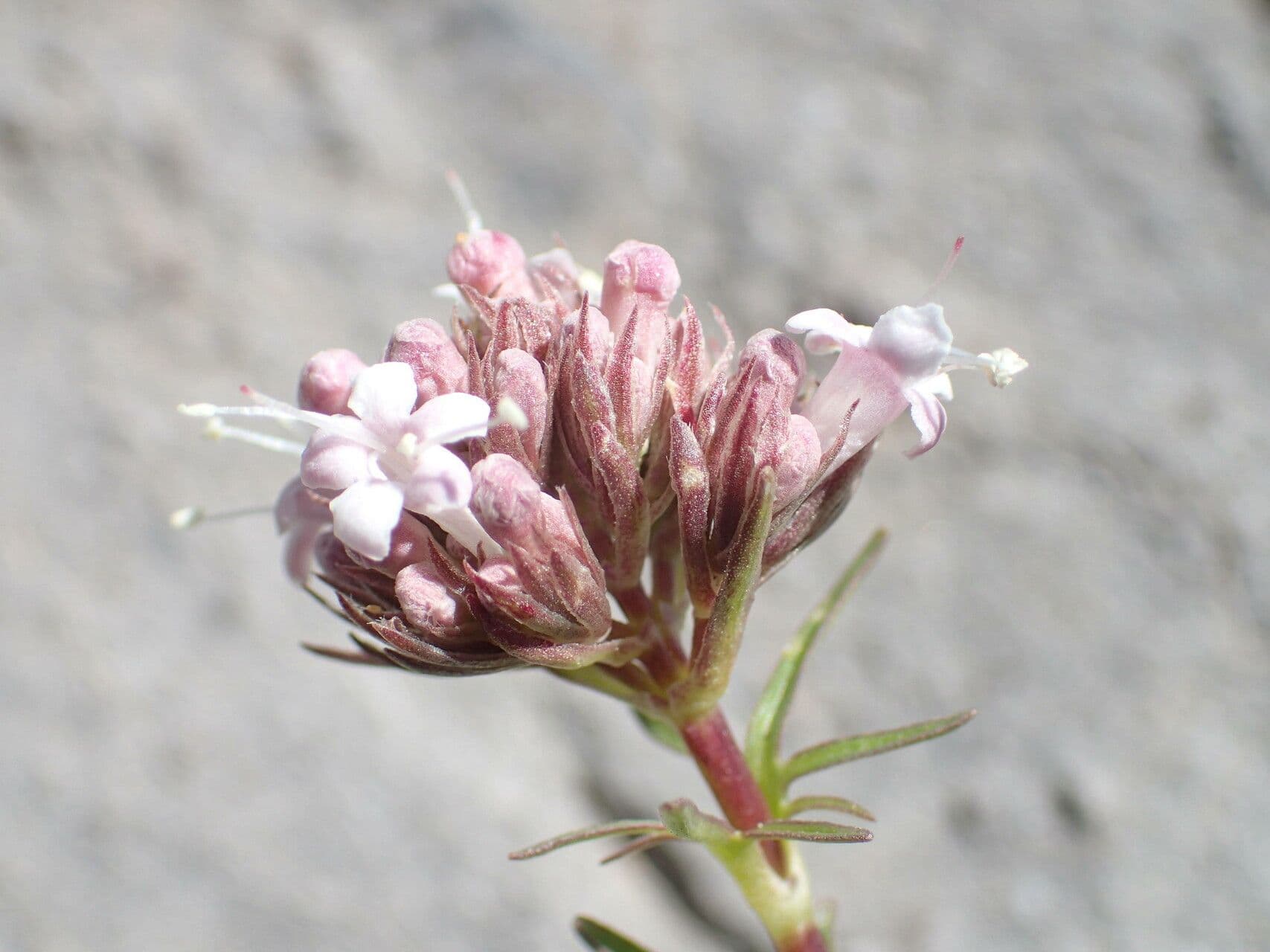 Valeriana apula