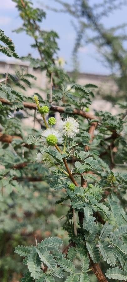 Vachellia gerrardii