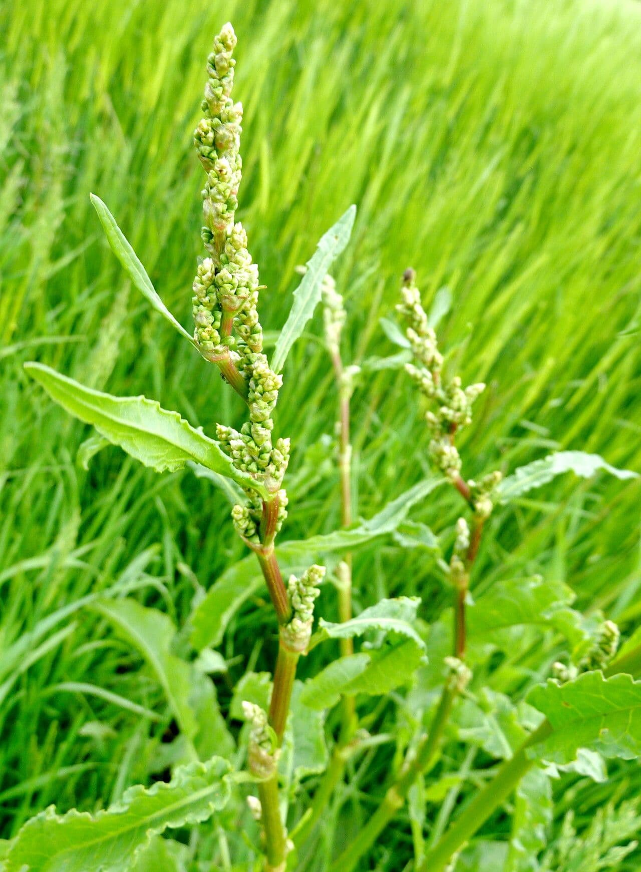 Rumex crispus