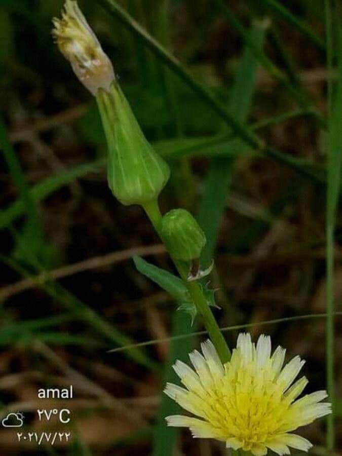 Pyrrhopappus carolinianus