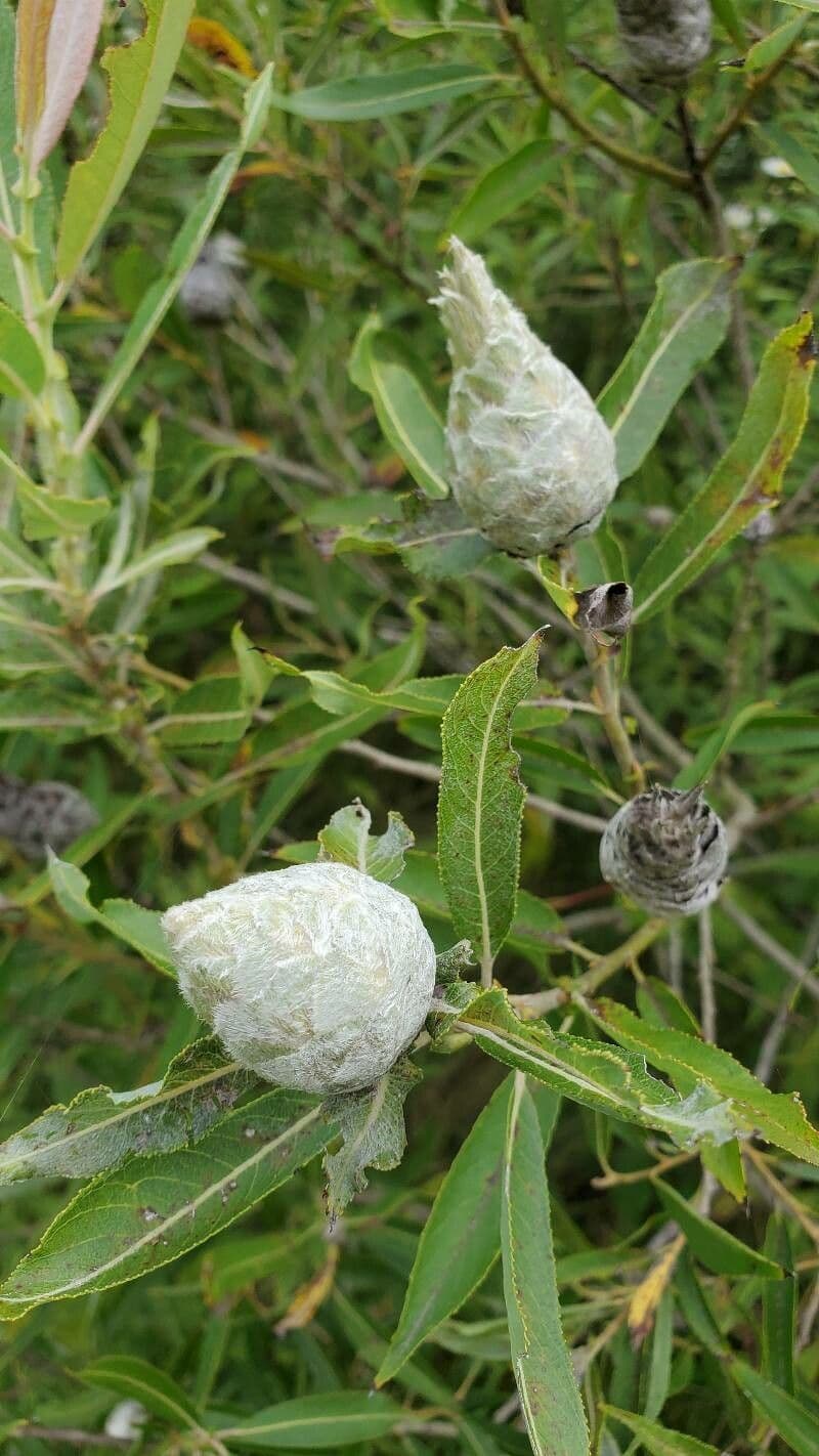 Salix eriocephala