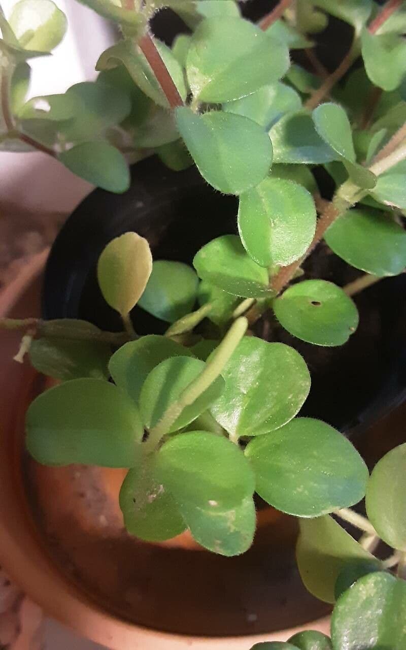 Peperomia rotundifolia