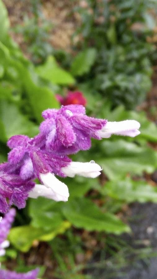 Salvia leucantha