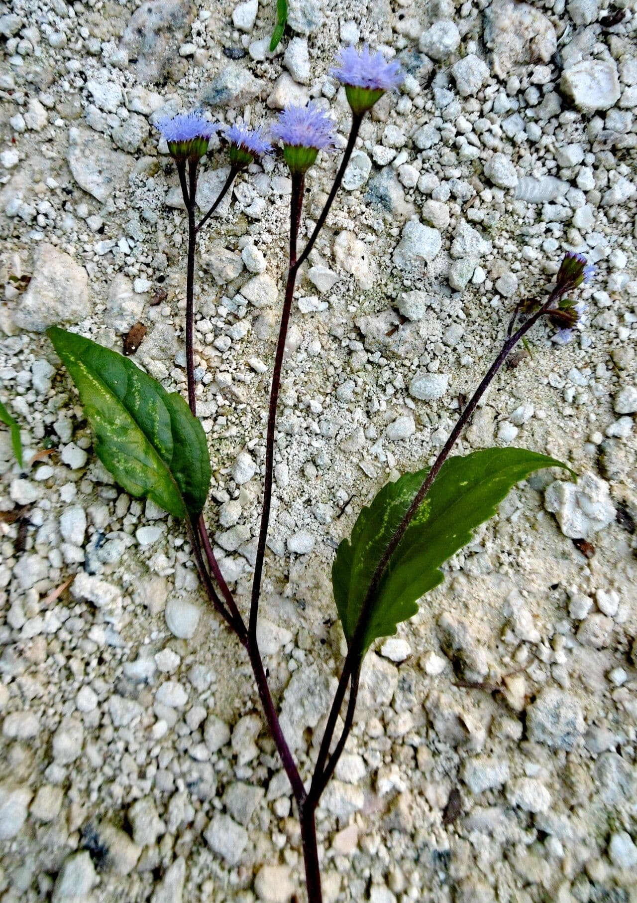 Ageratum conyzoides