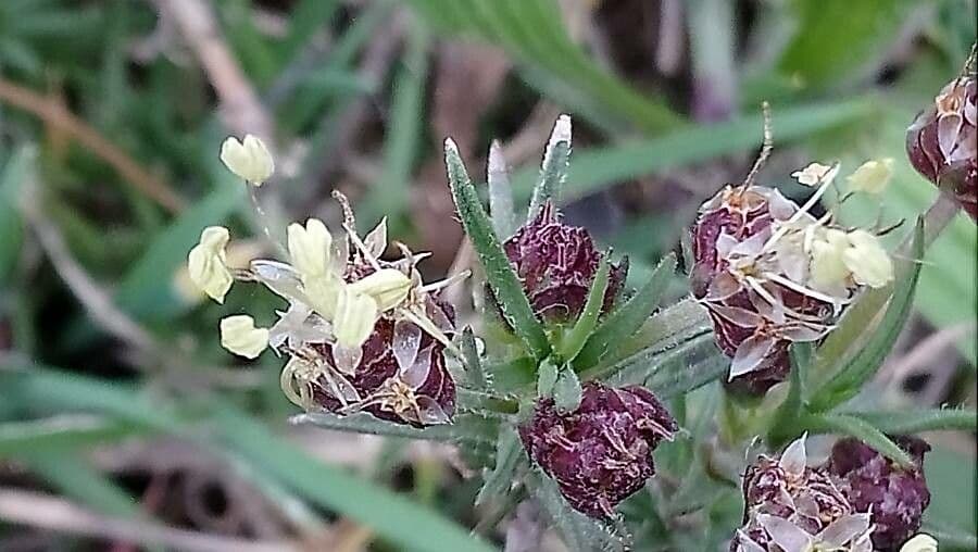 Plantago sempervirens