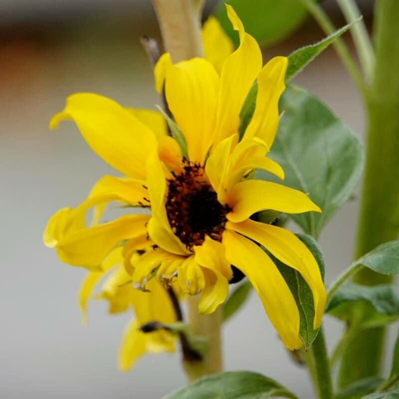 Helianthus petiolaris
