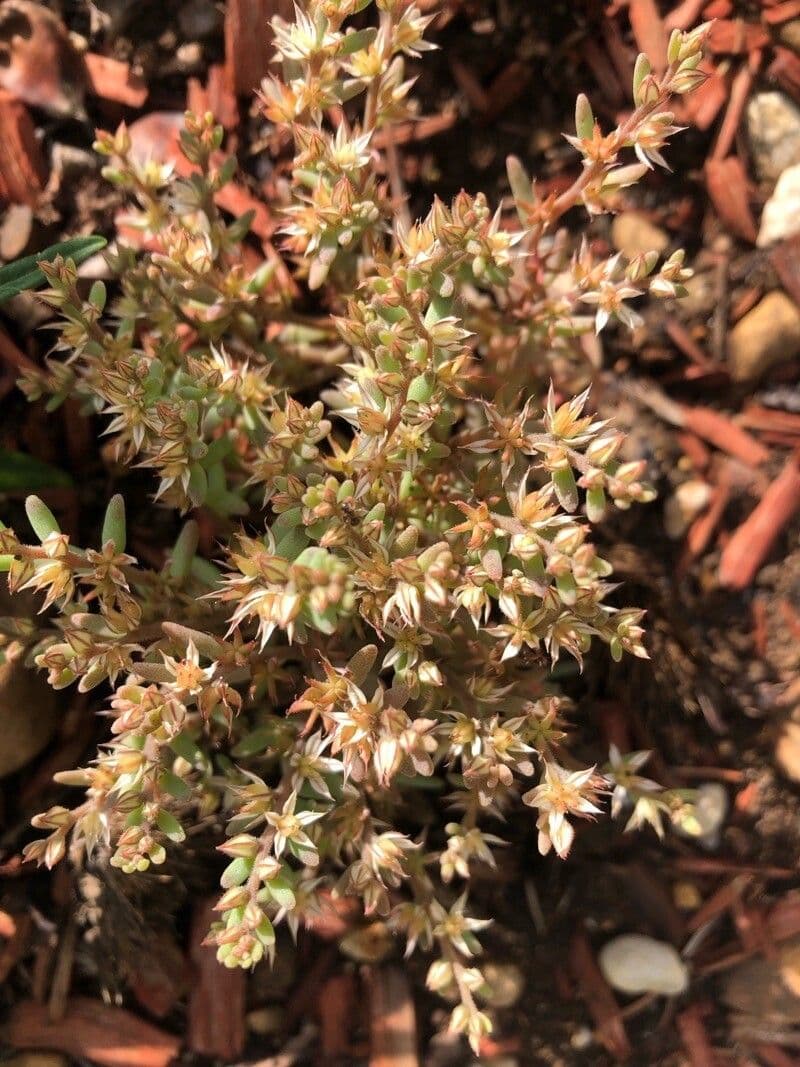 Sedum rubens
