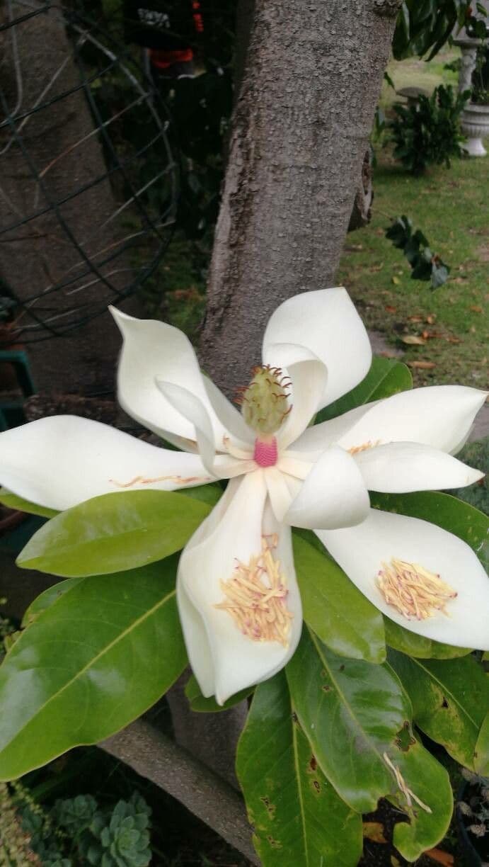 Magnolia virginiana