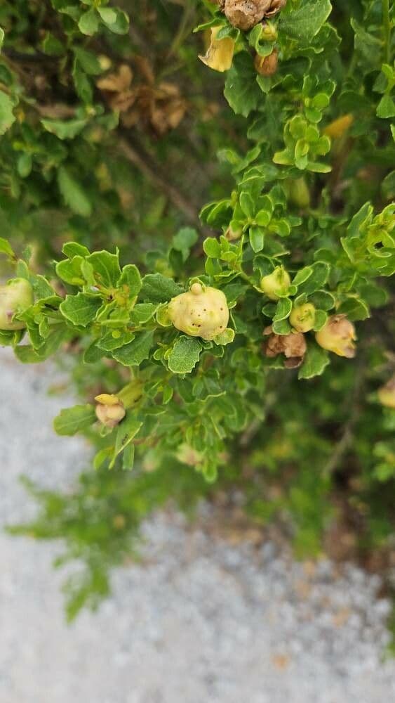 Baccharis pilularis