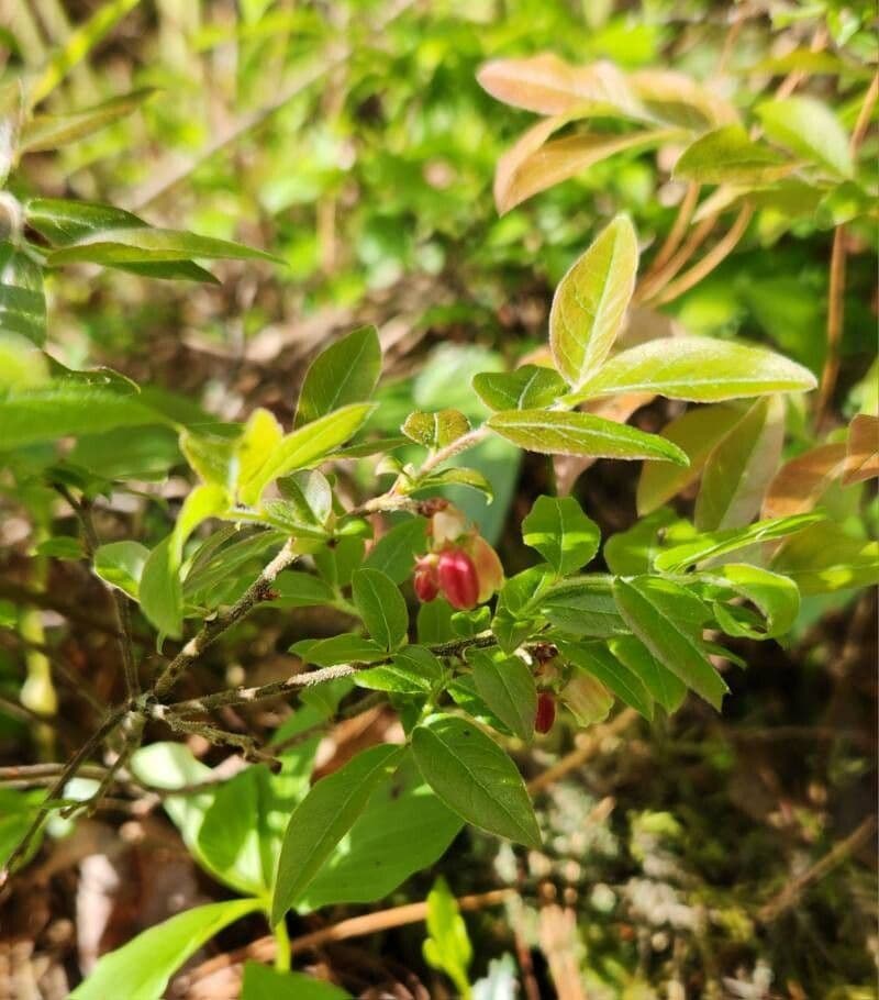 Vaccinium myrtilloides