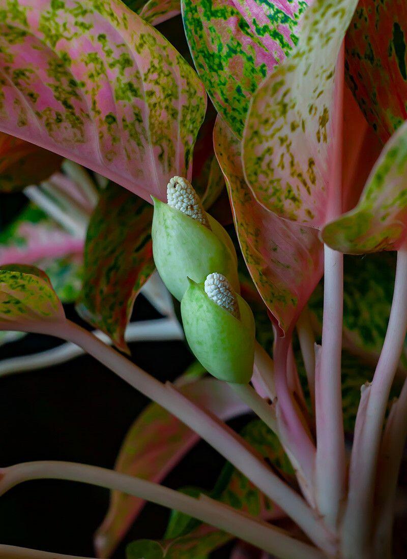 Aglaonema commutatum