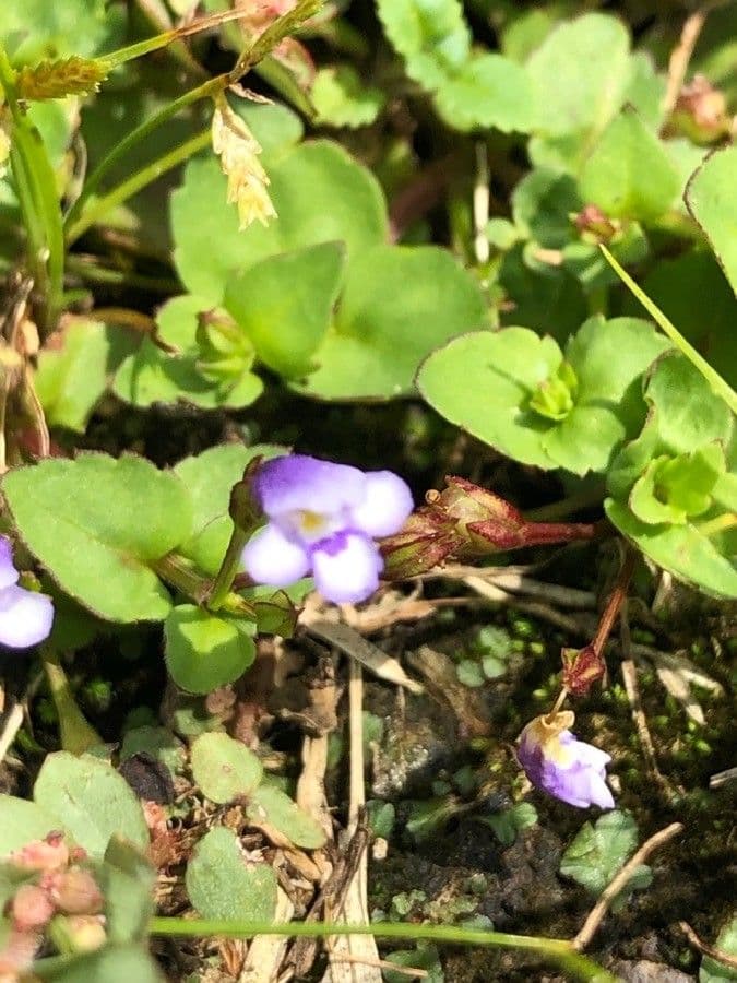 Torenia crustacea