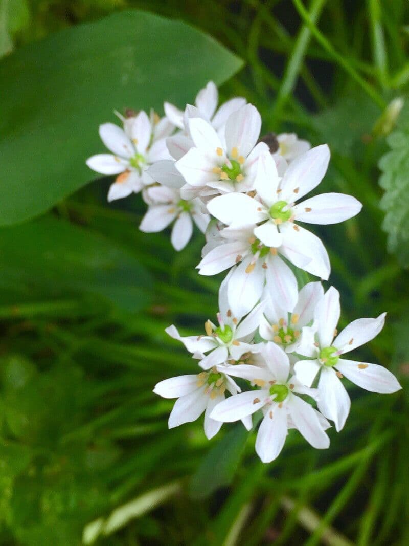 Allium trifoliatum
