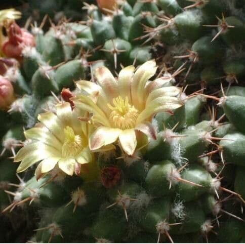 Mammillaria winterae